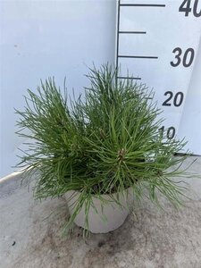 Pinus mugo mughus 25-30 cm cont. 3,0L - afbeelding 2