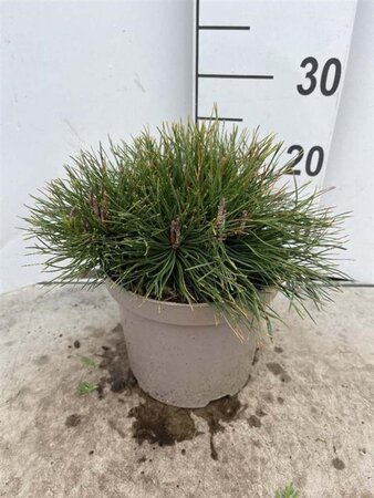 Pinus mugo mughus 25-30 cm cont. 3,0L - afbeelding 3