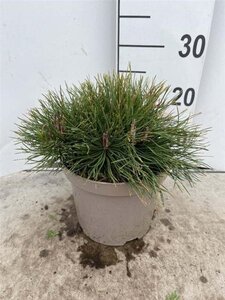 Pinus mugo mughus 25-30 cm cont. 3,0L - afbeelding 3