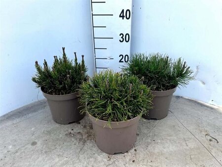 Pinus mugo mughus 25-30 cm cont. 3,0L - afbeelding 4