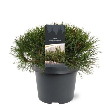 Pinus mugo mughus 25-30 cm cont. 3,0L - afbeelding 1