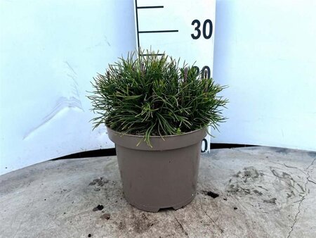 Pinus mugo mughus 25-30 cm cont. 3,0L - afbeelding 5