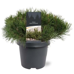 Pinus mugo mughus 30-40 cm cont. 5,0L - afbeelding 1