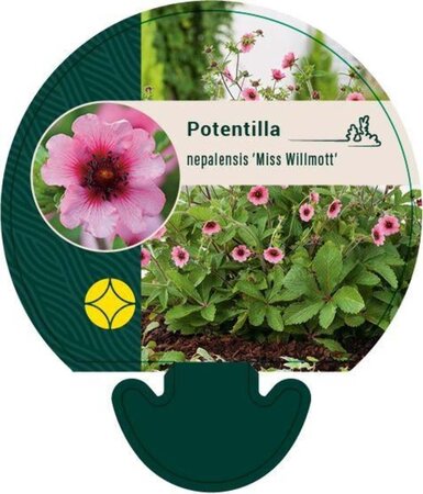 Potentilla nep. 'Miss Willmott' geen maat specificatie 0,55L/P9cm - afbeelding 2