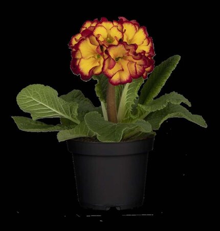 Primula elatior geen maat specificatie 0,55L/P9cm - afbeelding 1