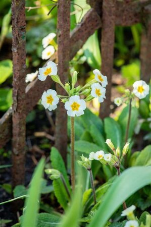 Primula elatior geen maat specificatie 0,55L/P9cm - afbeelding 2