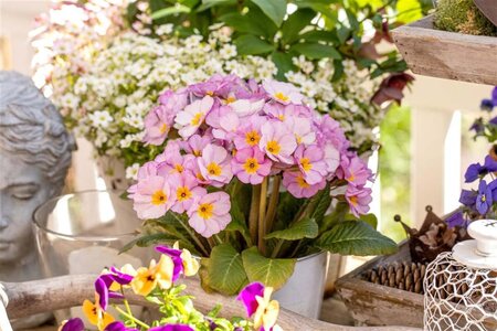 Primula elatior geen maat specificatie 0,55L/P9cm - afbeelding 3