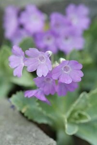 Primula elatior geen maat specificatie 0,55L/P9cm - afbeelding 5