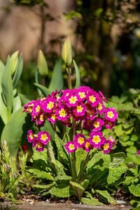 Primula elatior geen maat specificatie 0,55L/P9cm - afbeelding 4