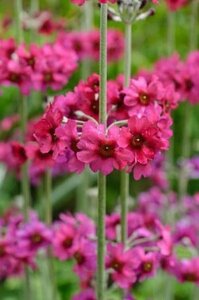 Primula pulverulenta geen maat specificatie 0,55L/P9cm - afbeelding 2