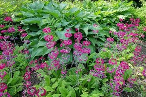 Primula pulverulenta geen maat specificatie 0,55L/P9cm - afbeelding 1