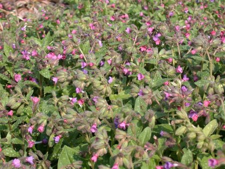 Pulmonaria s. 'Mrs Moon' geen maat specificatie 0,55L/P9cm - afbeelding 1