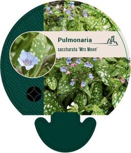 Pulmonaria s. 'Mrs Moon' geen maat specificatie 0,55L/P9cm - afbeelding 4