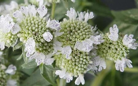 Pycnanthemum pilosum geen maat specificatie 0,55L/P9cm