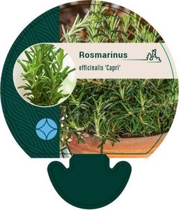 Rosmarinus off. 'Capri' geen maat specificatie 0,55L/P9cm