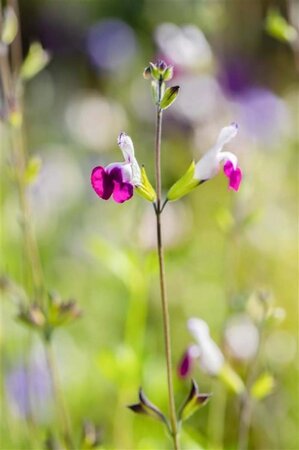 Salvia gr. 'Amethyst Lips' geen maat specificatie 0,55L/P9cm - afbeelding 2