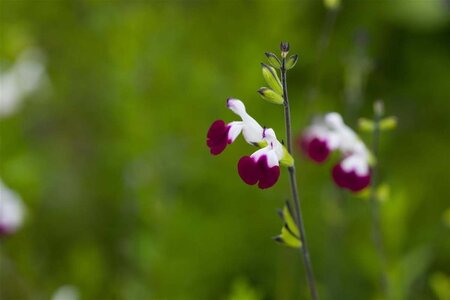 Salvia gr. 'Amethyst Lips' geen maat specificatie 0,55L/P9cm - afbeelding 3