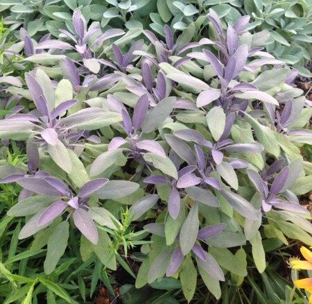 Salvia off. 'Purpurascens' geen maat specificatie 0,55L/P9cm - afbeelding 2