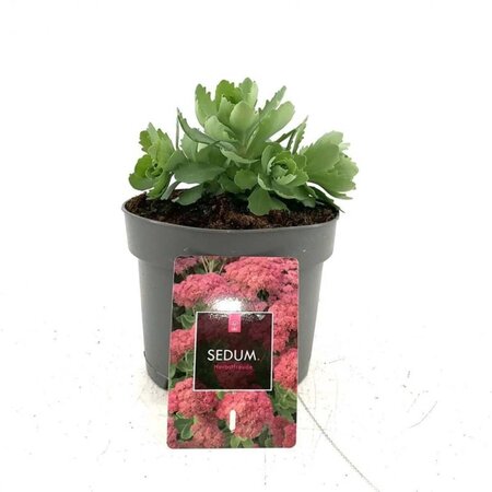 Sedum 'Herbstfreude' =  'Autumn Joy' geen maat specificatie cont. 2,0L - afbeelding 1