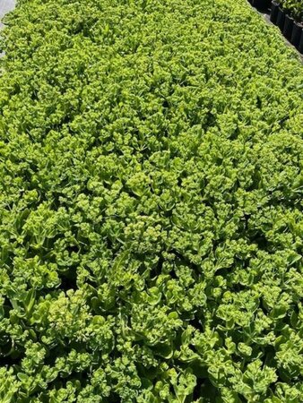 Sedum 'Herbstfreude' =  'Autumn Joy' geen maat specificatie cont. 2,0L - afbeelding 2