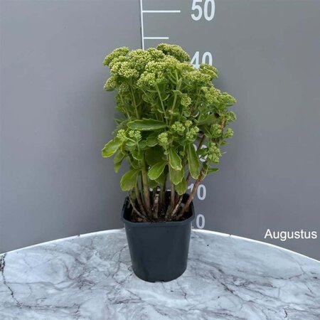 Sedum 'Herbstfreude' =  'Autumn Joy' geen maat specificatie cont. 2,0L - afbeelding 3