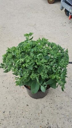 Sedum 'Herbstfreude' =  'Autumn Joy' geen maat specificatie cont. 3,0L - afbeelding 4