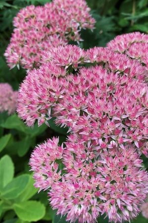 Sedum 'Herbstfreude' =  'Autumn Joy' geen maat specificatie cont. 3,0L - afbeelding 1