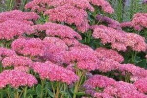 Sedum 'Herbstfreude' =  'Autumn Joy' geen maat specificatie cont. 3,0L - afbeelding 2