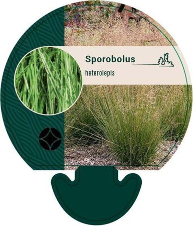 Sporobolus heterolepis geen maat specificatie 0,55L/P9cm - afbeelding 3