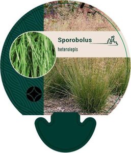 Sporobolus heterolepis geen maat specificatie 0,55L/P9cm - afbeelding 3