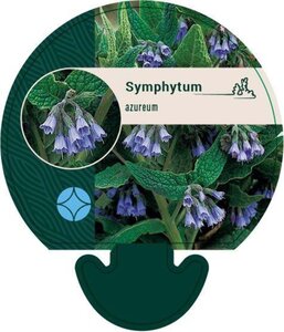 Symphytum azureum geen maat specificatie 0,55L/P9cm - afbeelding 3