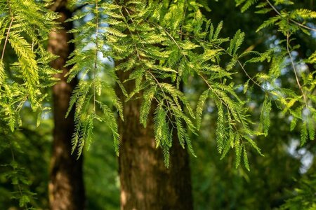 Taxodium distichum 200-250 cm met kluit - afbeelding 1