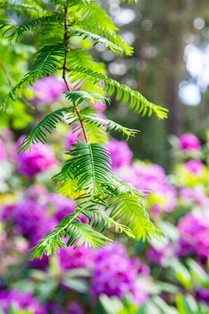 Taxodium distichum 60-80 cm met kluit - afbeelding 2