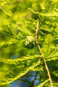 Taxodium distichum 60-80 cm met kluit - afbeelding 3