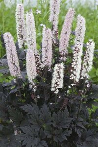 Actaea 'Chocoholic' geen maat specificatie 0,55L/P9cm - afbeelding 1