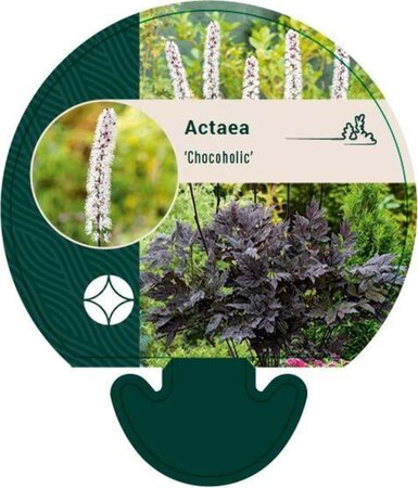 Actaea 'Chocoholic' geen maat specificatie 0,55L/P9cm - afbeelding 2