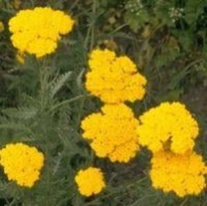 Achillea fil. 'Parker's Variety' geen maat specificatie 0,55L/P9cm - afbeelding 2