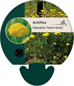 Achillea fil. 'Parker's Variety' geen maat specificatie 0,55L/P9cm - afbeelding 1