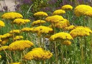 Achillea fil. 'Parker's Variety' geen maat specificatie 0,55L/P9cm - afbeelding 3