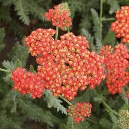 Achillea 'Safran' geen maat specificatie 0,55L/P9cm