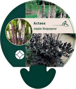 Actaea simp. 'Atropurpurea' geen maat specificatie 0,55L/P9cm