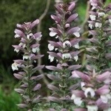 Acanthus spinosus geen maat specificatie 0,55L/P9cm - afbeelding 1