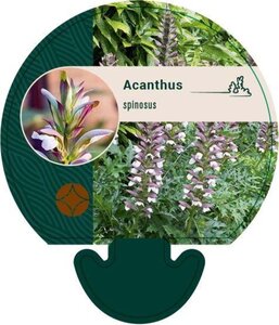 Acanthus spinosus geen maat specificatie 0,55L/P9cm - afbeelding 2