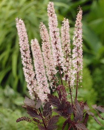 Actaea simp. 'Pink Spike' geen maat specificatie 0,55L/P9cm - afbeelding 1