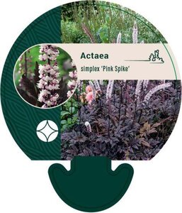 Actaea simp. 'Pink Spike' geen maat specificatie 0,55L/P9cm - afbeelding 2