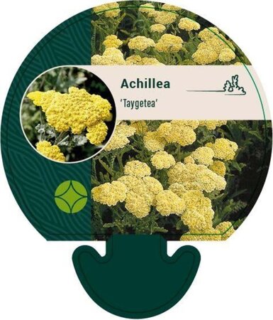 Achillea 'Taygetea' geen maat specificatie 0,55L/P9cm - afbeelding 1