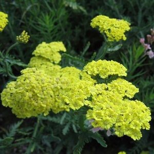 Achillea 'Taygetea' geen maat specificatie 0,55L/P9cm - afbeelding 2