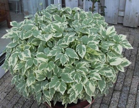 Aegopodium podagraria 'Variegatum' geen maat specificatie 0,55L/P9cm - afbeelding 2