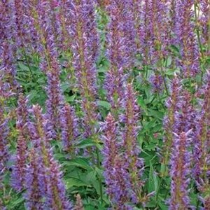 Agastache 'Purple Haze' geen maat specificatie 0,55L/P9cm - afbeelding 1