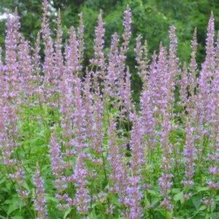 Agastache 'Purple Haze' geen maat specificatie 0,55L/P9cm - afbeelding 2